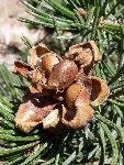 Pinon Pine Cone with seeds