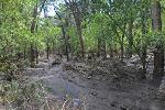 Frijoles Creek after the flood