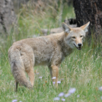 coyote