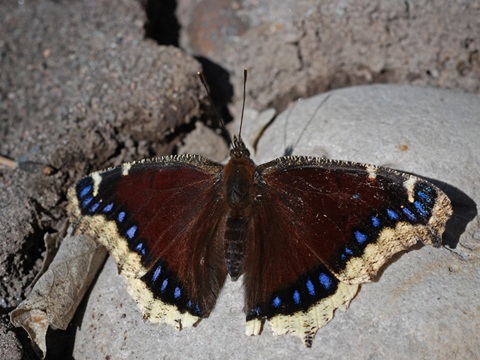 mourning cloak 4