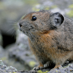 american pika
