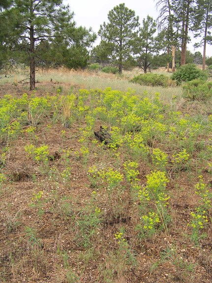 leafy spurge at corral hill