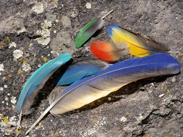 macaw feathers