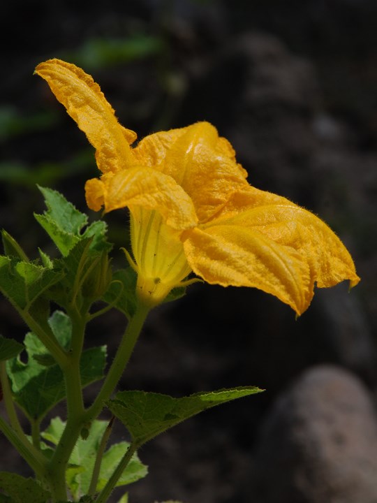 squash bloosom