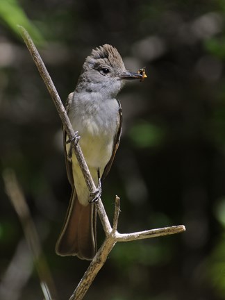 ash throated flycatcher