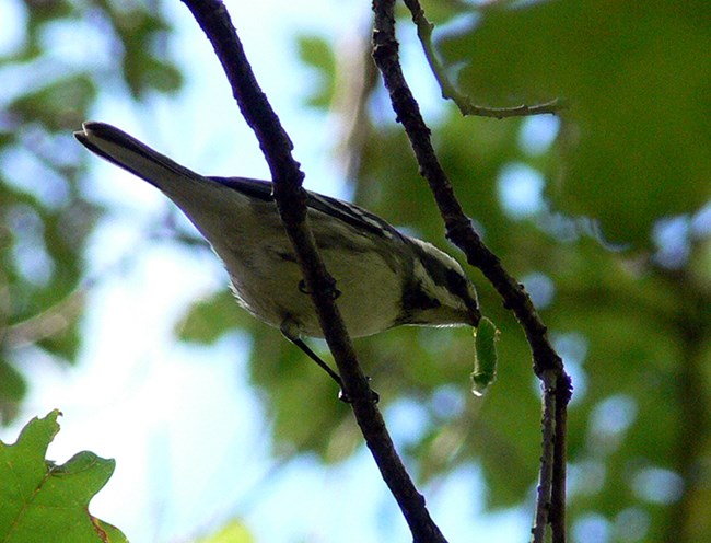 black throated gray warbler with bug
