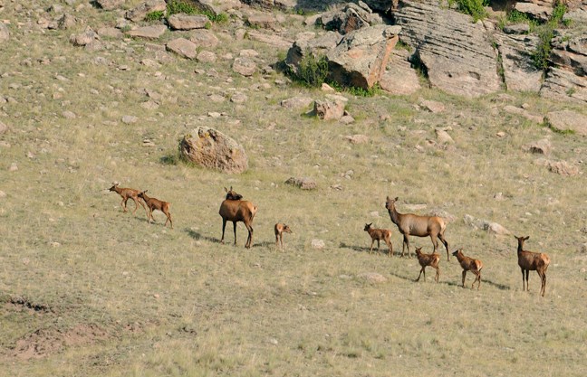 elk moms and calves