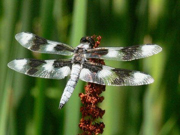 EIGHT-SPOTTED SKIMMER