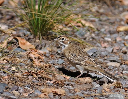 lark sparrow