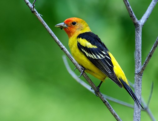 male tanager