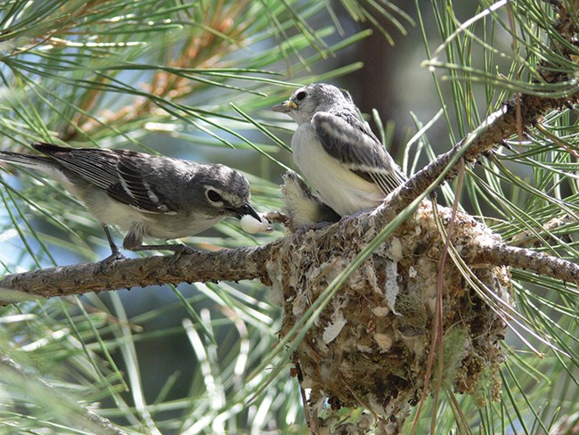 mommy vireo cleans up