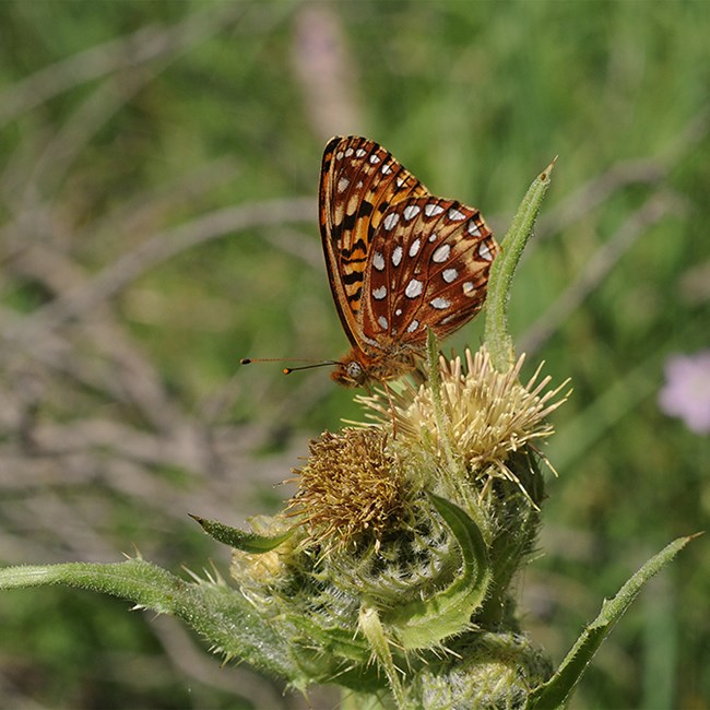 pale thistle with butterfly
