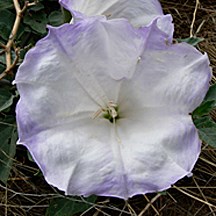 sacred datura for white flowers