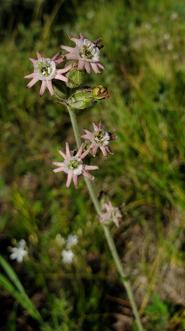 pink flowers on a stalk