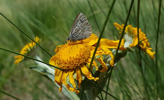 silvery blue on sneezeweed
