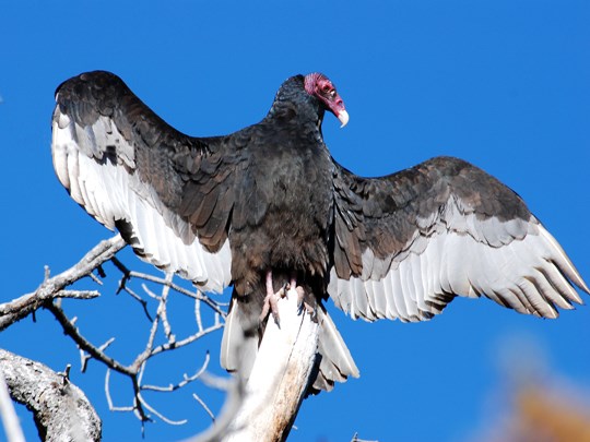 adult turkey vulture