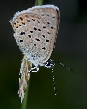 square spotted blue