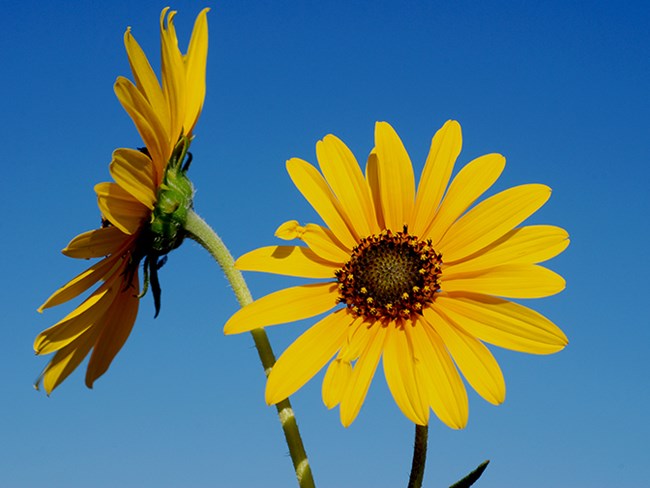 sunflower pair