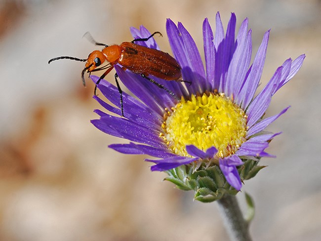 townsend aster with bug