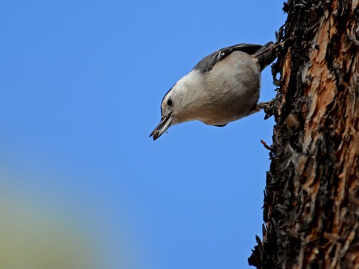 white breasted nuthatch 8