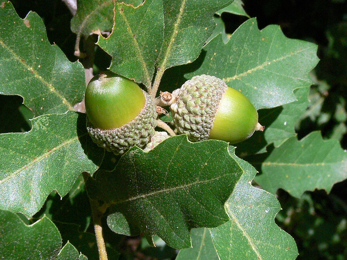 a cluster of acorns surrounded by green oak leaves
