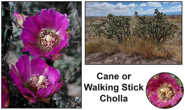 images of a tall thin spiny cactus with hot pink flowers