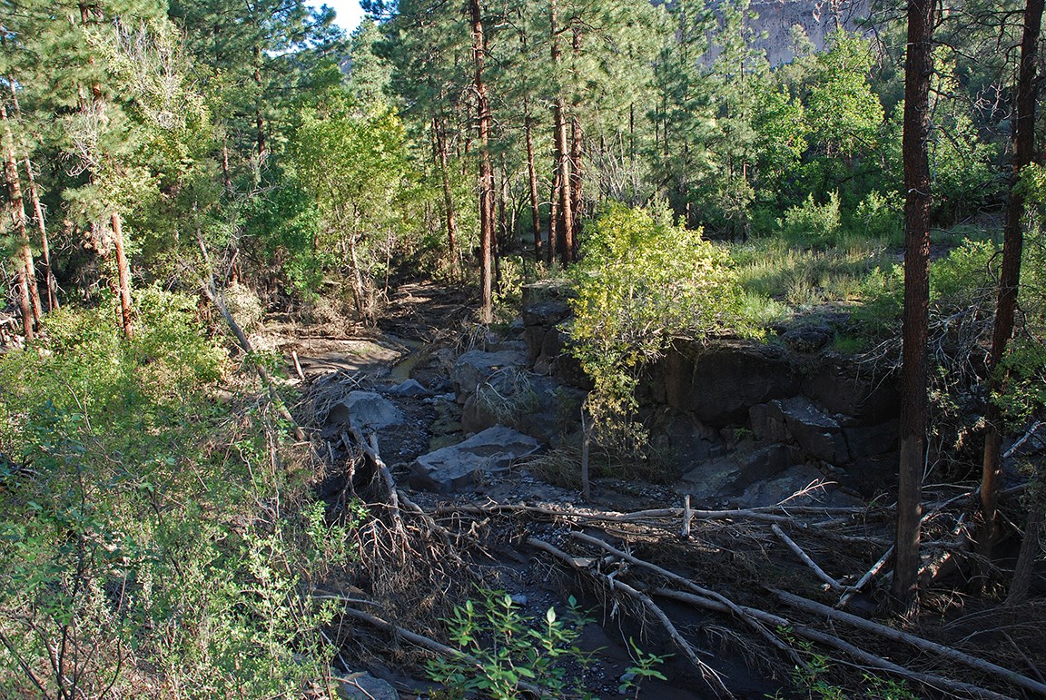 a creek bed with many downed trees from a flood