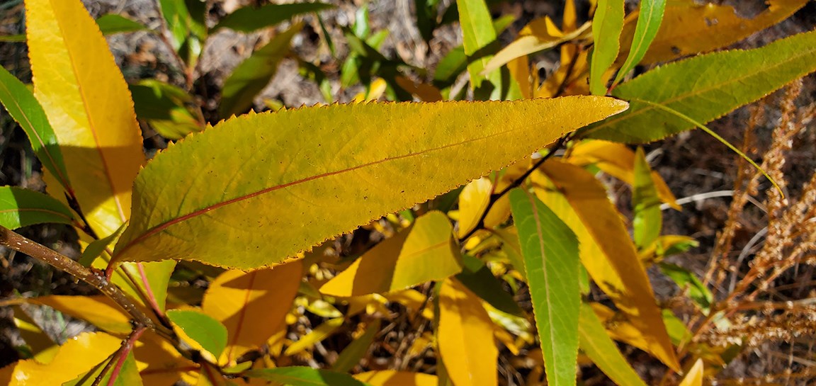 a long narrow yellow leaf with serrated edges