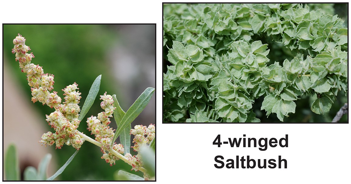 images of a bush with very small pinkish flowers and 4 winged seed pods