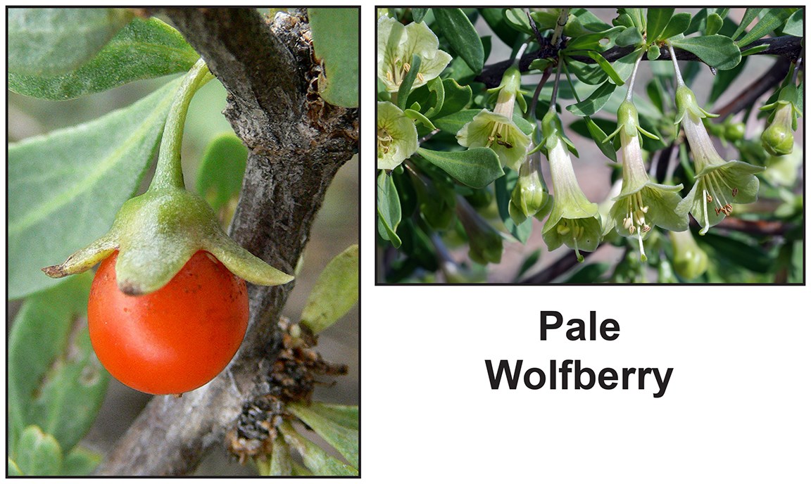 images of a bush with greenish white tubular flowers and circular orange berries