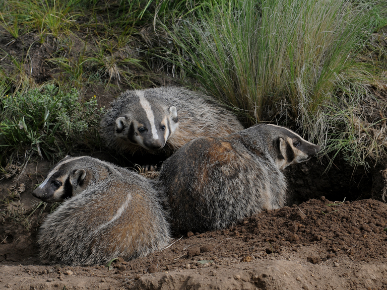  badger family