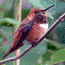 Male Rufous Hummingbird