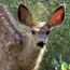 Mule Deer Fawn