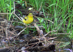 American Goldfinch
