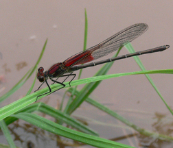 AMERICAN RUBYSPOT