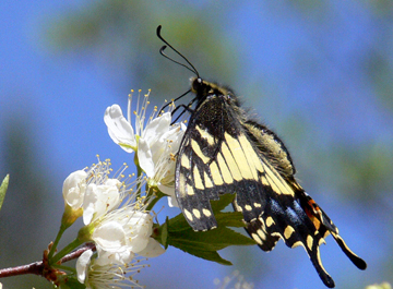 Anise Swallowtail