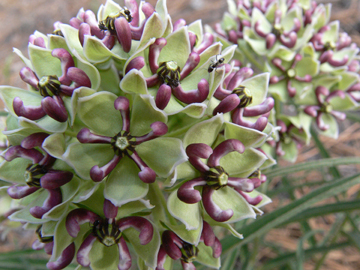 antelope's horn