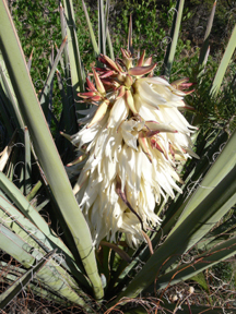 Banana Yucca
