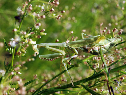 praying mantis