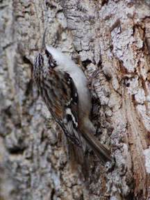Brown Creeper