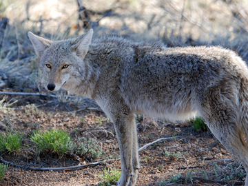 coyote