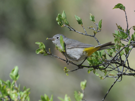 Virginia's Warbler