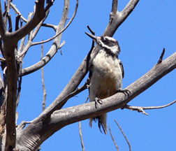 Hairy Woodpecker