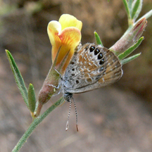 Western Pygmy Blue