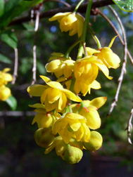Fendler Barberry