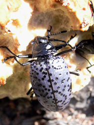 pleasing fungus beetle