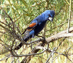 Blue Grosbeak