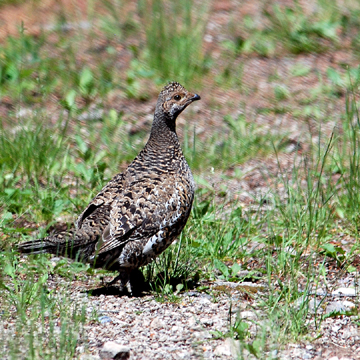 Blue or Dusky Grouse
