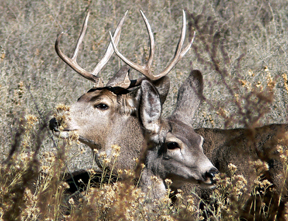 mule deer buck and doe