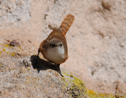 canyon wren 2
